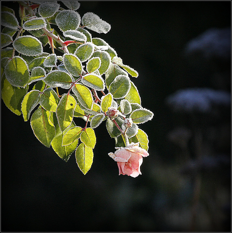 Une fleur par jour.... - Page 9 43964834.ca017b51.800
