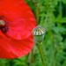 poppies perspective