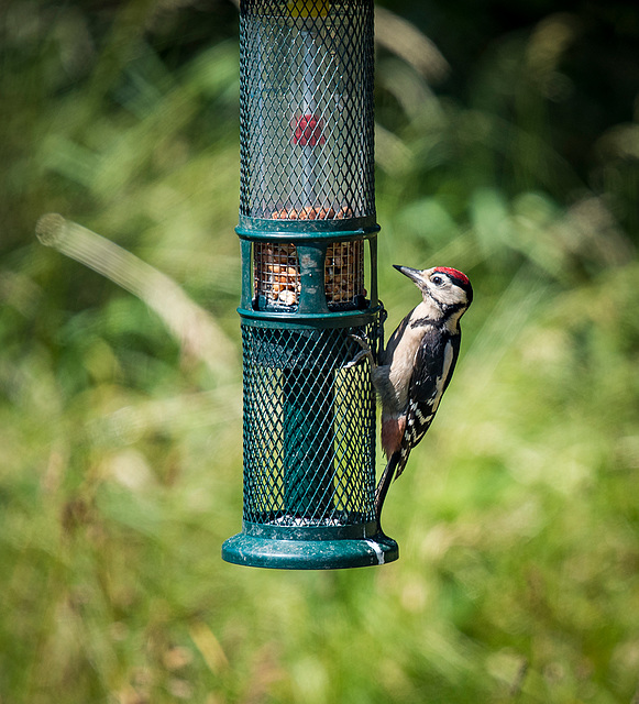 Greater spotted woodpeckers1