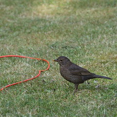 Confused Blackbird