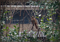 Fox sparrow enjoying a bit of late-winter sun