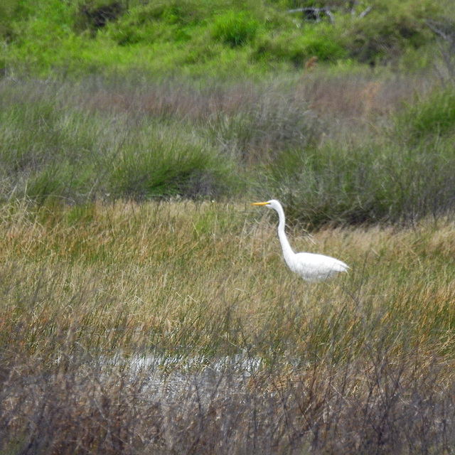 Day 1, Snowy Egret, southern Texas