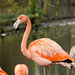 Flamingo (2)