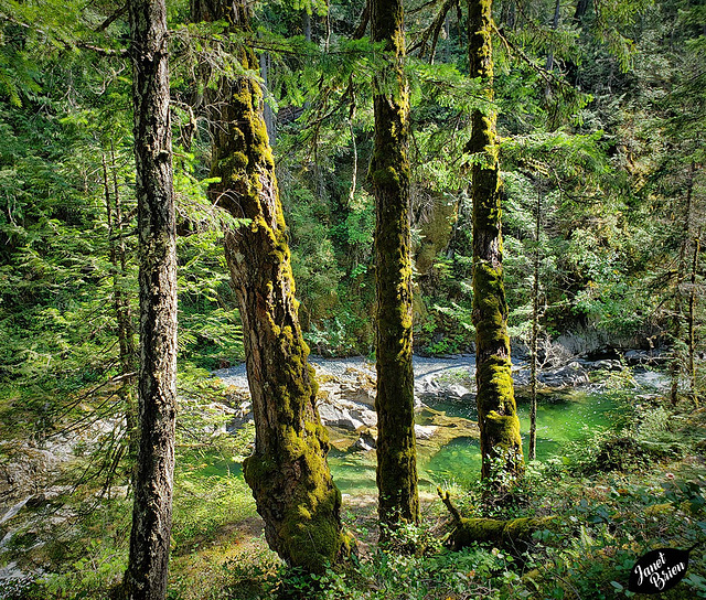 A View of Little Qualicum River Through Moss-Covered Trees! (Set 2 of 2) (+6 insets)