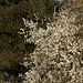 Sloe/Blackthorn (Prunus spinosa) trees in blossom