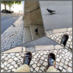 Pigeons and feet on the sidewalk