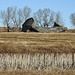 Old, collapsed barn