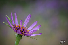 145/366: Purple Goatsbeard (+1 image and a link in a note to other images)