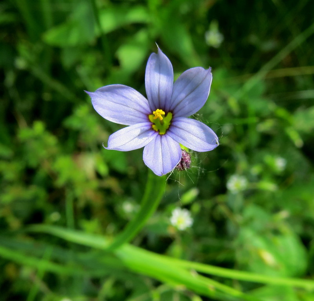 Rare in our parts: Blue-eyed grass (member of the iris family)