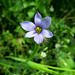 Rare in our parts: Blue-eyed grass (member of the iris family)