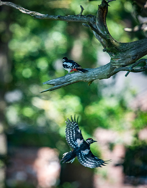 Greater spotted woodpeckers2w