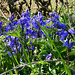 Bluebells by the Hedgerow (1 xPiP)