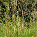Grass and Nettles, Semington