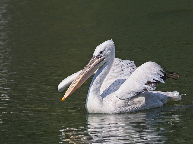 Dalmation Pelican (+PiP)