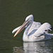 Dalmation Pelican (+PiP)