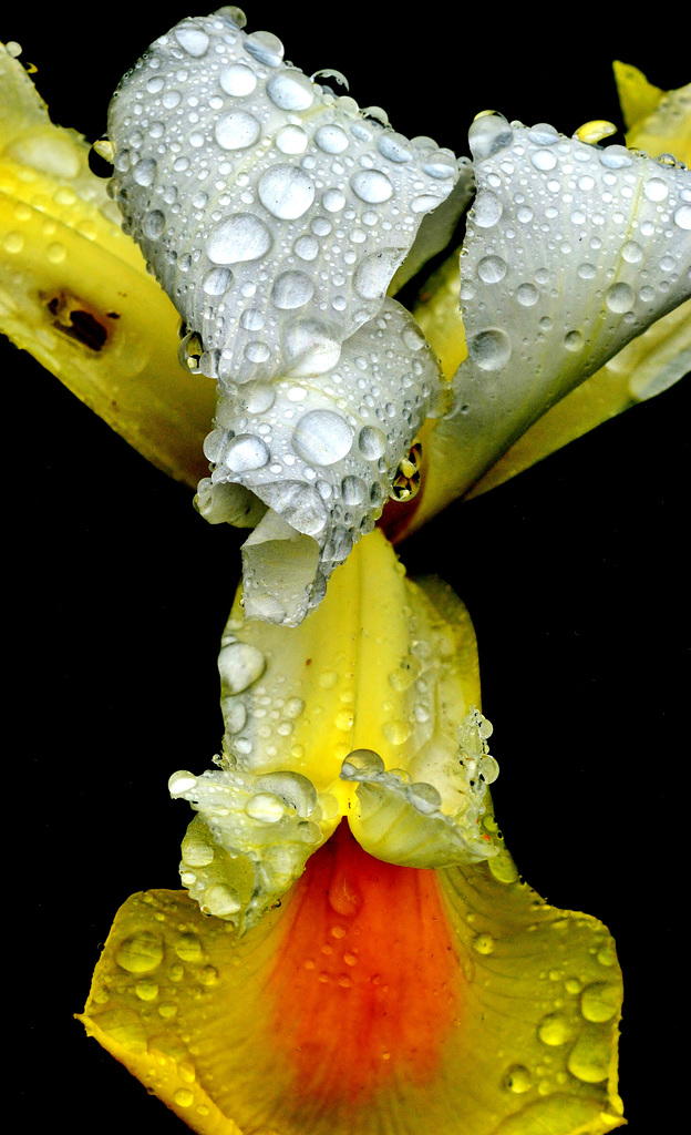 Iris. Raindrops