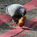 England 2016 – Pigeon eating a chicken