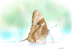High Key  -  Sawtell Butterfly's