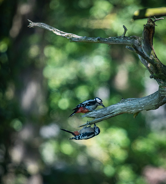 Greater spotted woodpeckersb1