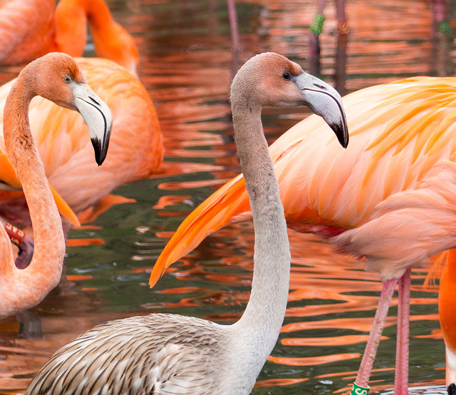 Flamingo  's close up