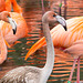 Flamingo  's close up