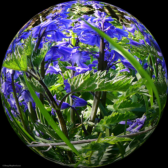 Bluebells in a Bubble