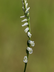 Spiranthes praecox (Grass-leaf Ladies'-tresses orchid)