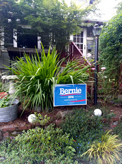 USA 2016 – Portland OR – Bernie Sanders supporter