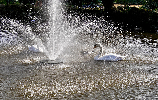 Three birds in a fountain ...