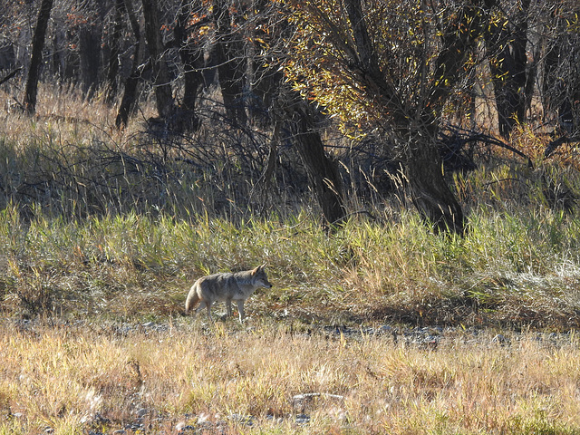 One of two Coyotes stalking a Deer