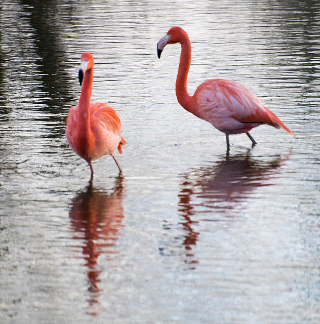 Flamingo pool