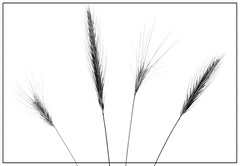Grasses - Black and White version