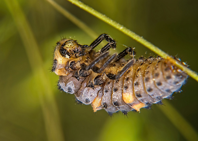 Die Entwicklung dieser Larve des Siebenpunkten Marienkäfer hat begonnen :))  The development of this larva of the seven-spotted ladybird has started :))  Le développement de cette larve de la coccinel