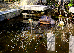Wishing pond, Tenryu-ji