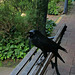 Forest raven South Australia