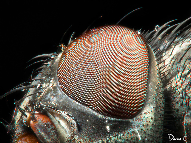ipernity: House Fly - Compound Eye - by Dave C