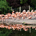 Flamingo reflections..