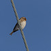 Common Redpoll on the wire
