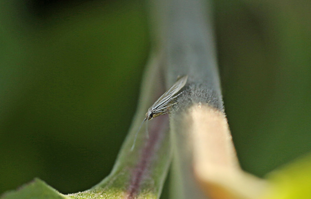 Coleophora lineolea