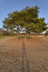 Three trees and a shadow