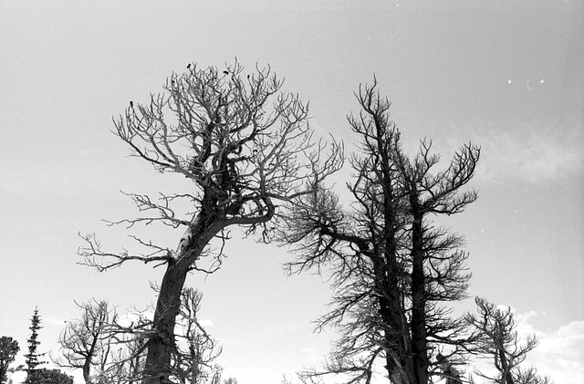Dead Bristlecone pines