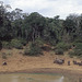 Mt Kenya waterhole scene