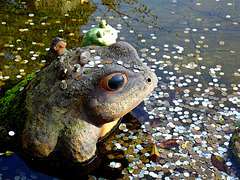 Wishing frogs