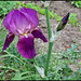 Iris Imperator