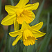 A Pair of Daffodils
