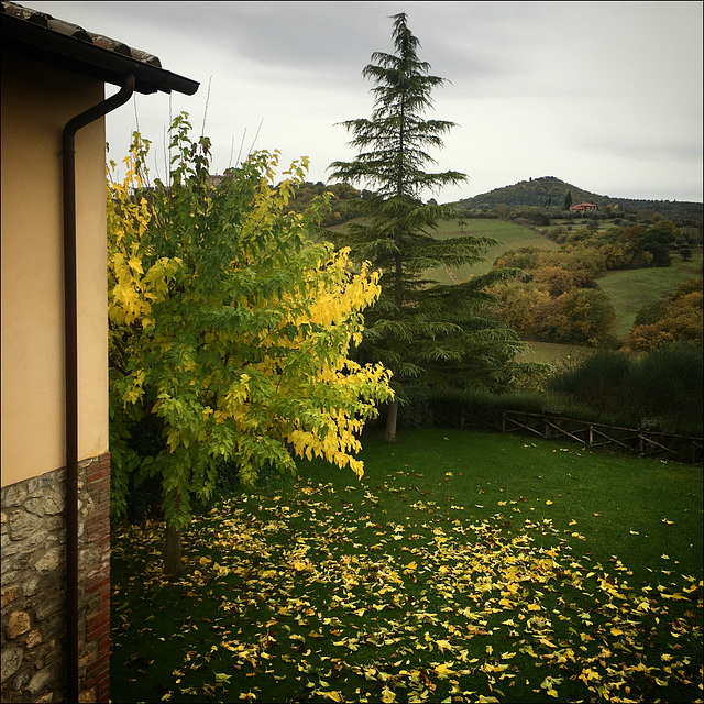 Falling leaves and a grey sky.