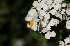 Orange tip (Anthocharis cardamines) butterfly