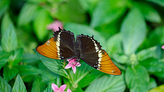 HUNAWIHR: Jardins des papillons 02