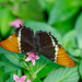 HUNAWIHR: Jardins des papillons 02
