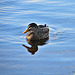 Duck on Lake Moana-nui